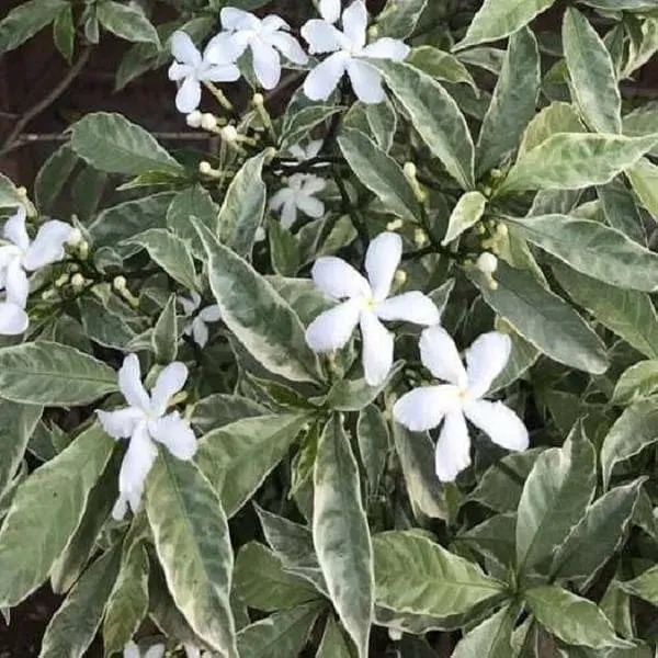 Jasmine_Plant_(Hybrid,_Pack_of_1)