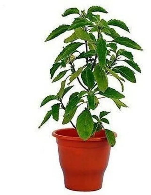 Tulsi_Plant_(Hybrid,_Pack_of_1)
