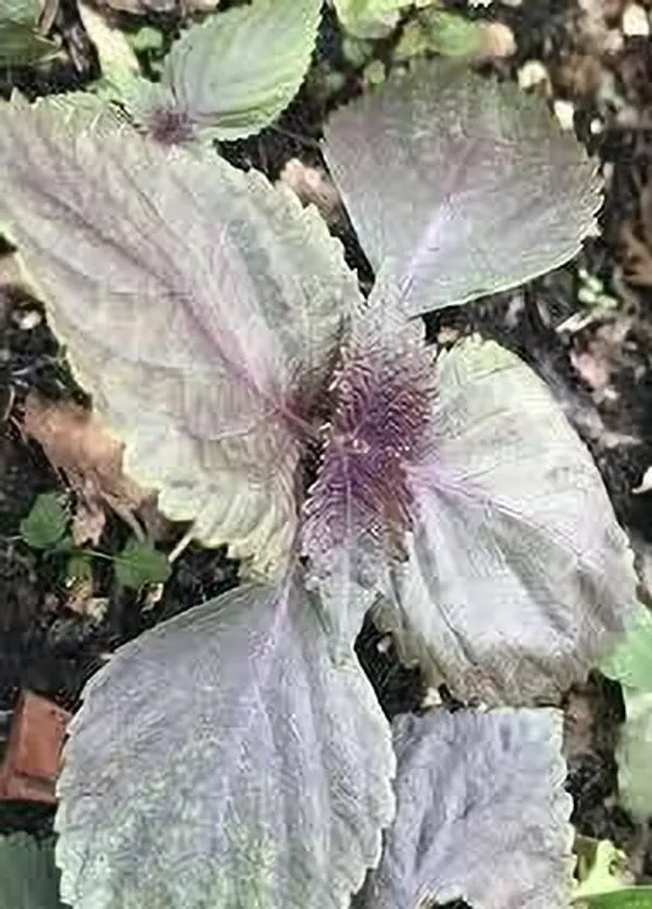 Tulsi_Plant_(Hybrid,_Pack_of_1)
