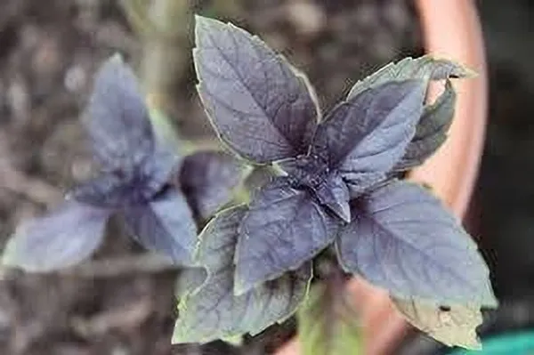 Tulsi_Plant_(Hybrid,_Pack_of_1)