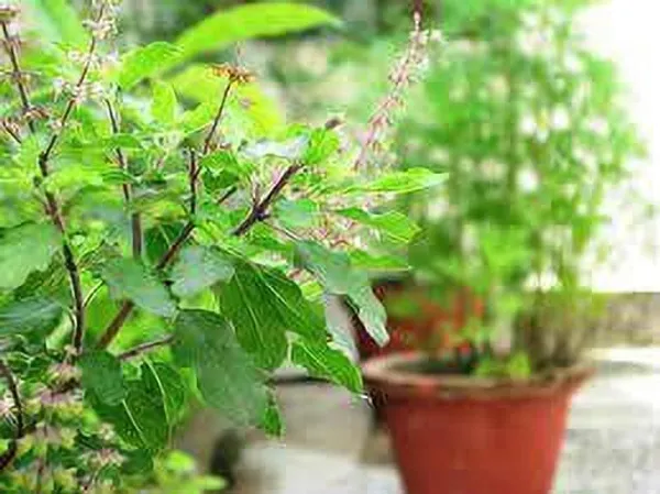 Tulsi_Plant_(Hybrid,_Pack_of_1)