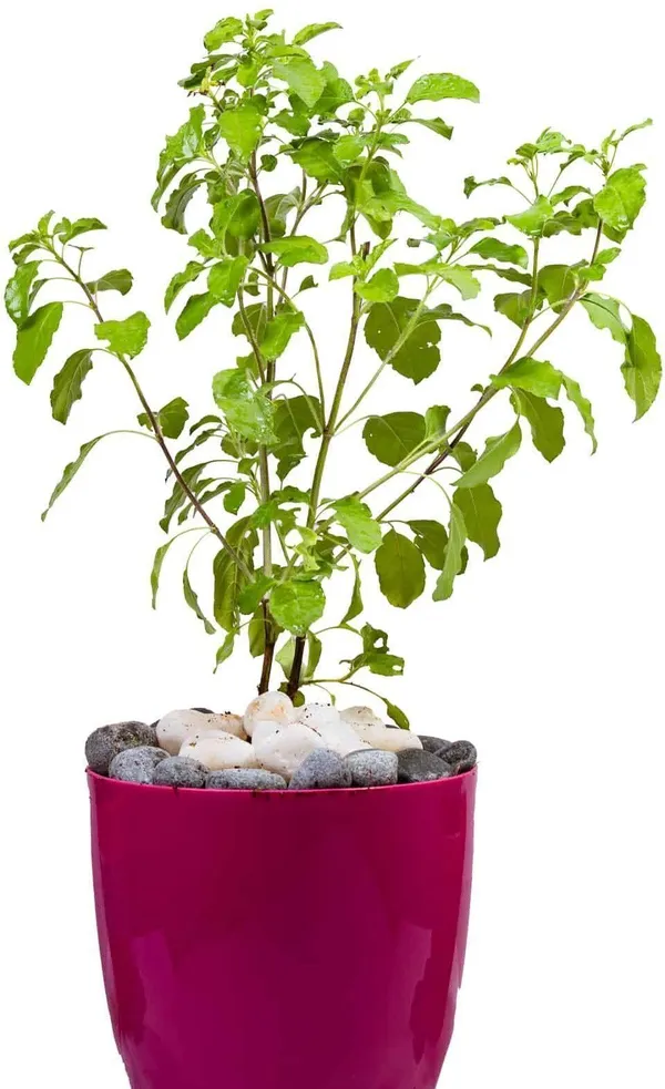 Tulsi_Plant_(Hybrid,_Pack_of_1)