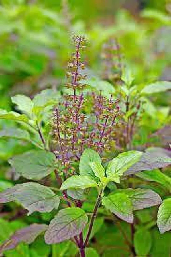 Tulsi_Plant_(Hybrid,_Pack_of_1)