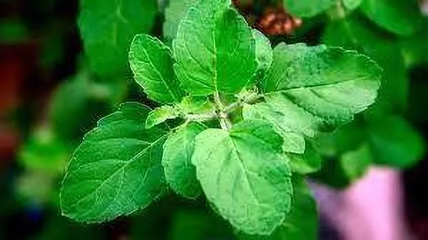 Tulsi_Plant_(Hybrid,_Pack_of_1)