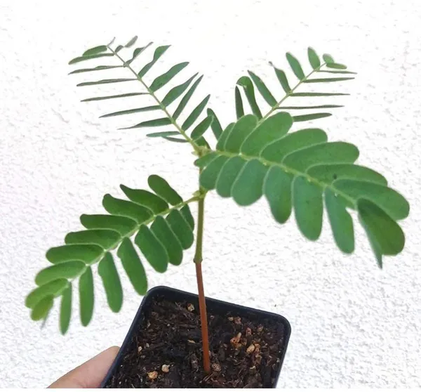Tamarind_Plant_(Hybrid,_Pack_of_1)