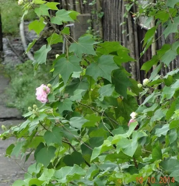 Lotus_Plant_(Hybrid,_Pack_of_1)