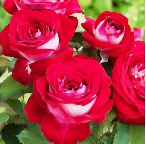 Rose_Plant_(Hybrid,_Pack_of_1)