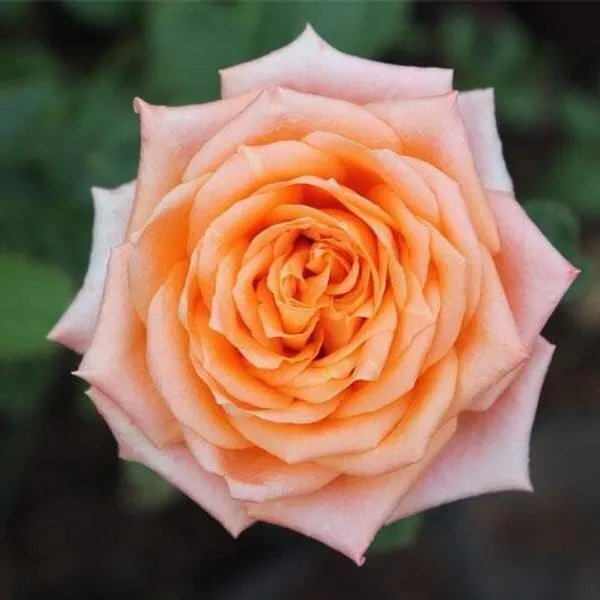 Rose_Plant_(Hybrid,_Pack_of_1)