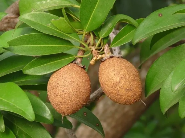 Chiku_Plant_(Hybrid,_Pack_of_1)