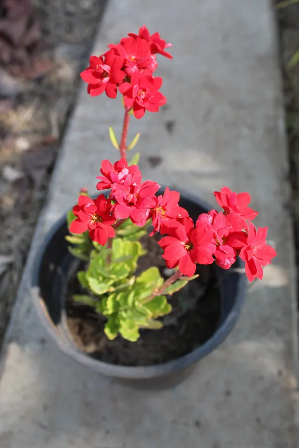 Euphorbia_Plant_(Hybrid,_Pack_of_1)
