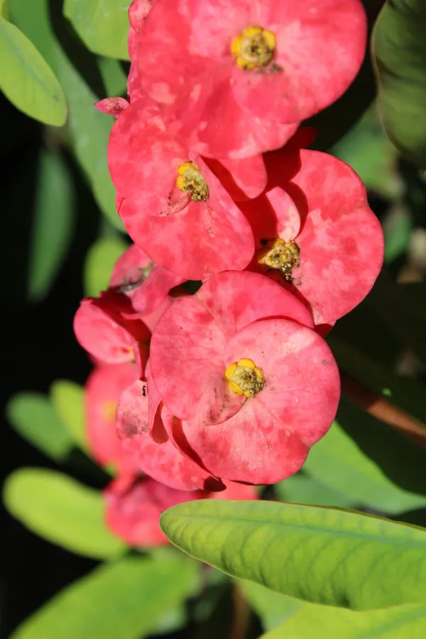 Euphorbia_Plant_(Hybrid,_Pack_of_1)