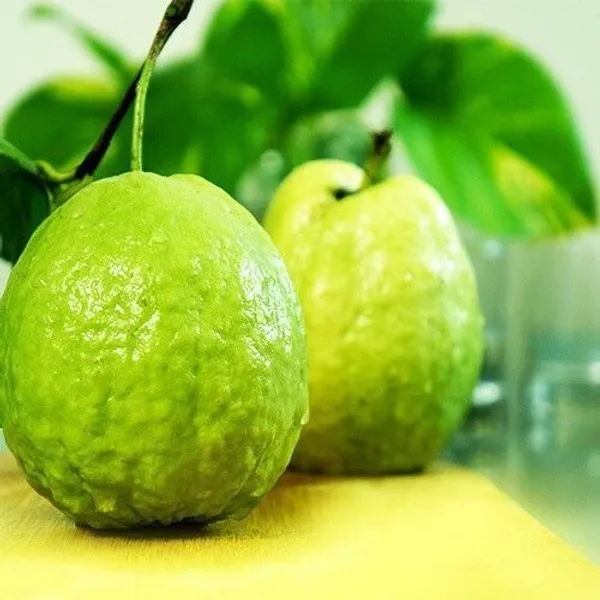 Guava_Plant_(Hybrid,_Pack_of_1)