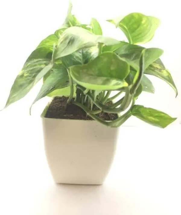 Money_Plant_(Hybrid,_Pack_of_1)