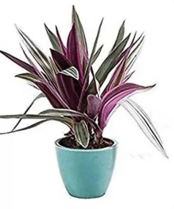 Rhoeo_Plant_(Hybrid,_Pack_of_1)