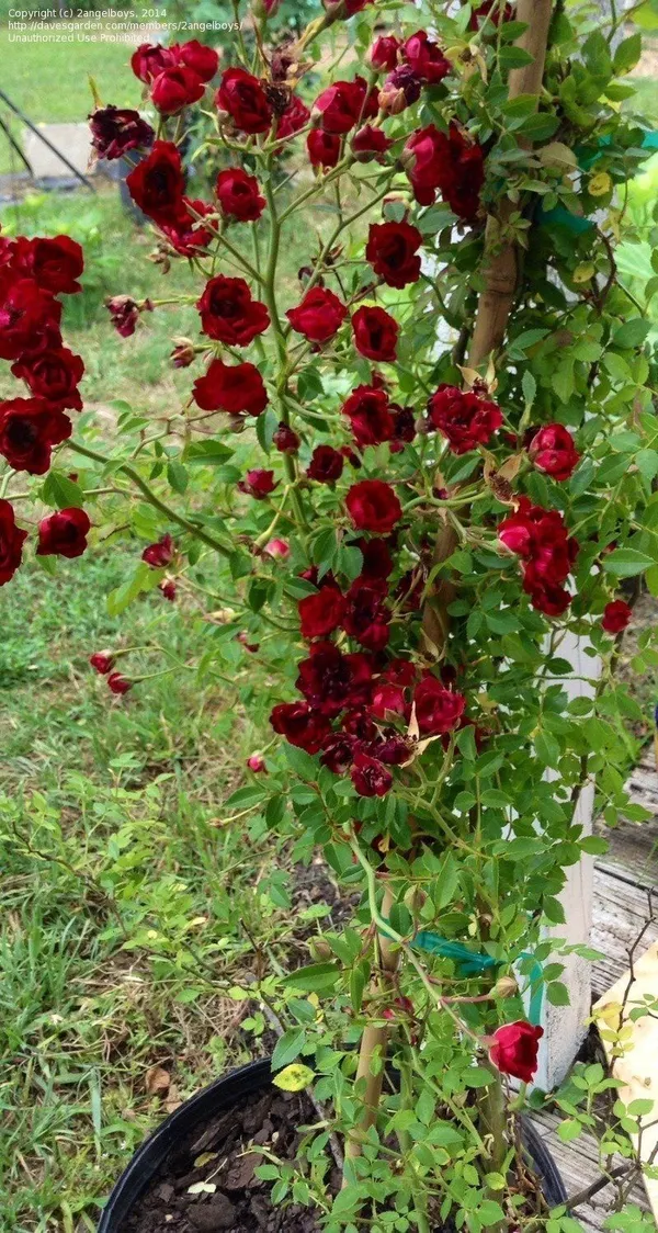 Rose_Plant_(Hybrid,_Pack_of_1)