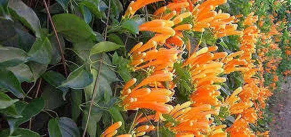 Begonia_Vanusta_Plant_(Hybrid,_Pack_of_1)