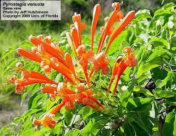 Begonia_Vanusta_Plant_(Hybrid,_Pack_of_1)