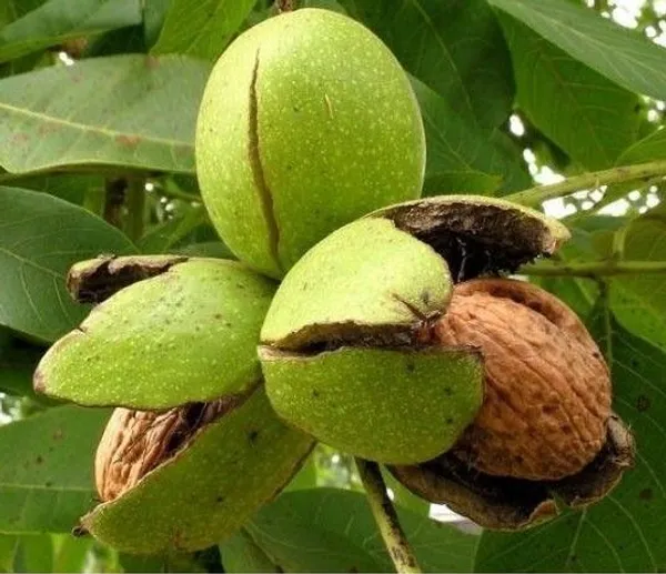 Walnut_Plant_(Hybrid,_Pack_of_1)