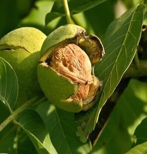 Walnut_Plant_(Hybrid,_Pack_of_1)