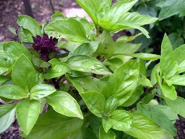 Basil_Plant_(Hybrid,_Pack_of_1)
