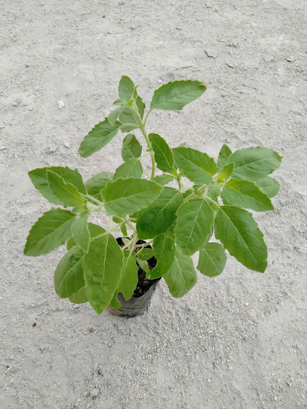 Tulsi_Plant_(Hybrid,_Pack_of_1)