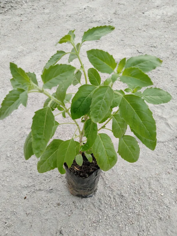 Tulsi_Plant_(Hybrid,_Pack_of_1)