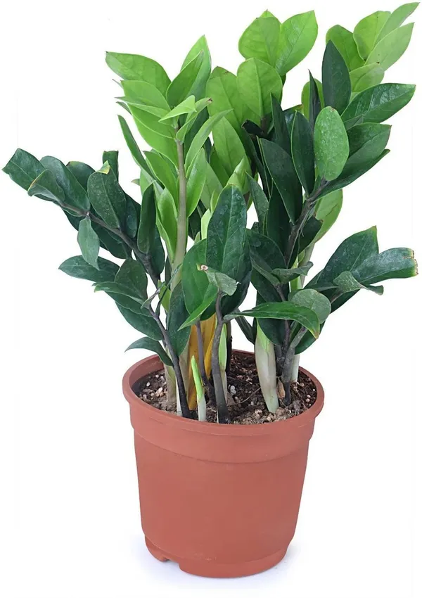 Zamia_Plant_(Hybrid,_Pack_of_1)