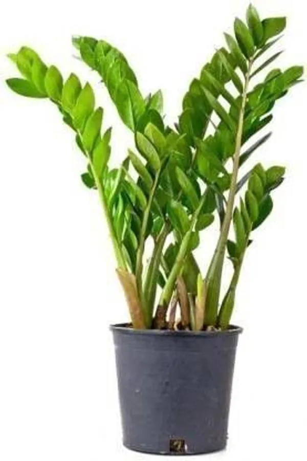 ZZ_Plant_(Hybrid,_Pack_of_1)