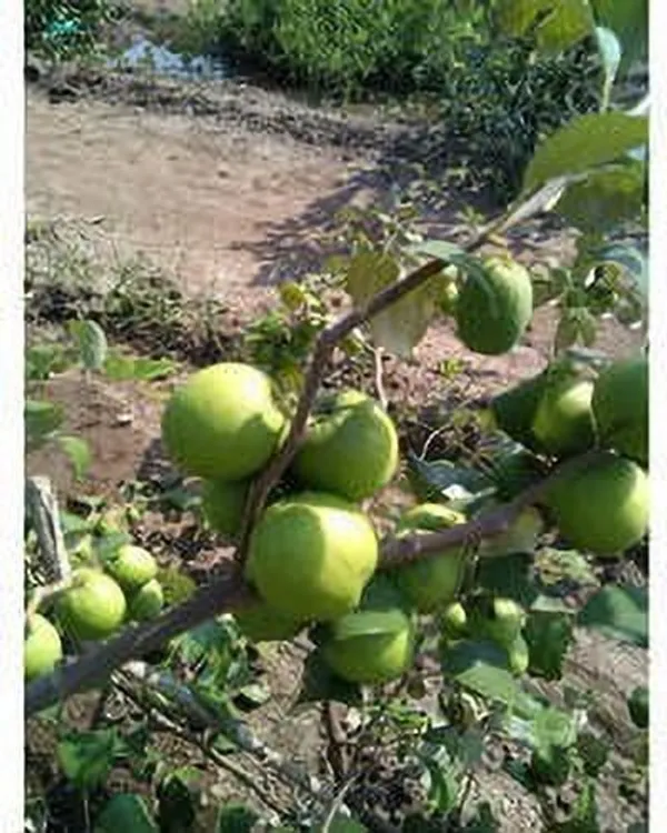Apple_Plant_(Hybrid,_Pack_of_1)