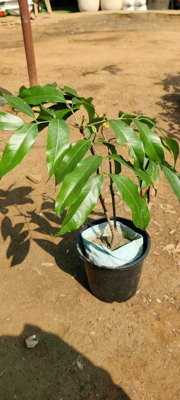 Litchi_Plant_(Hybrid,_Pack_of_1)