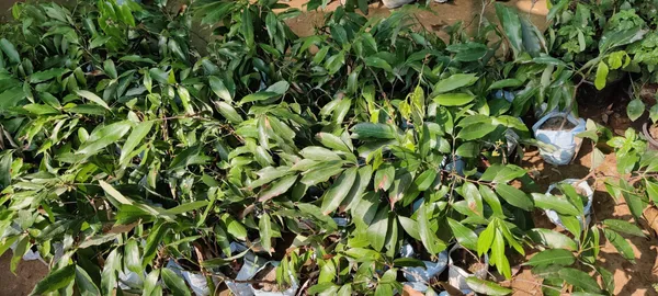 Litchi_Plant_(Hybrid,_Pack_of_1)