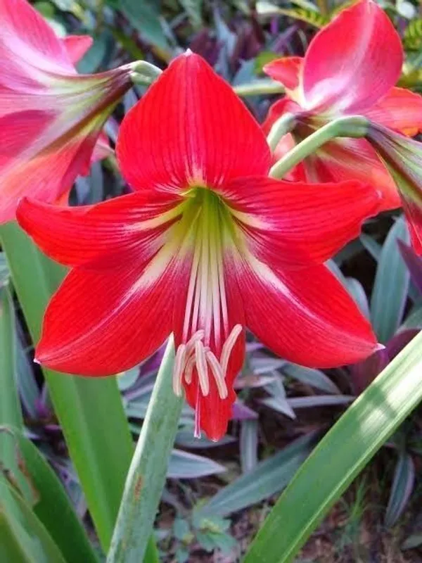 Lily_Plant_(Hybrid,_Pack_of_1)