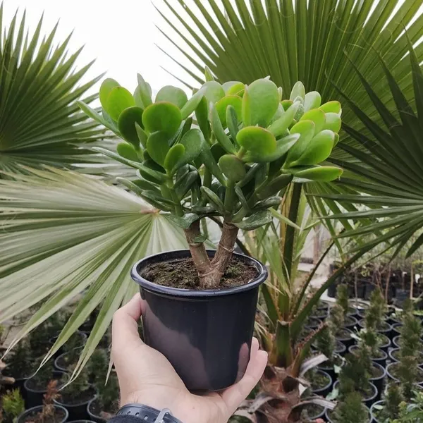 Crasulla_Ovata_Plant_(Hybrid,_Pack_of_1)
