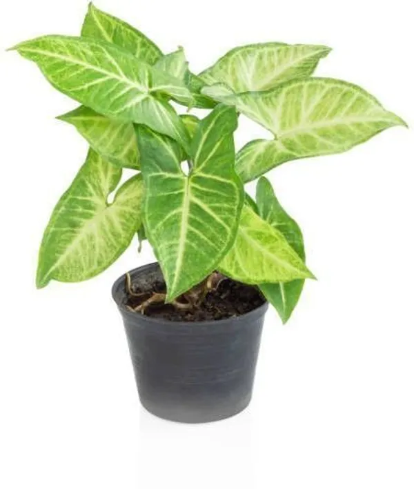 Syngonium_Plant_(Hybrid,_Pack_of_1)