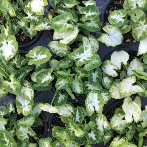 Syngonium_Plant_(Hybrid,_Pack_of_1)