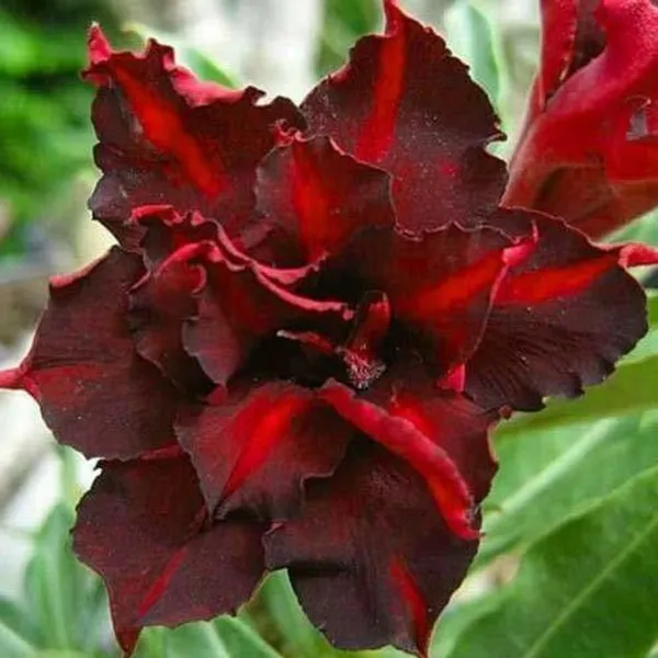Adenium_Plant_(Hybrid,_Pack_of_1)