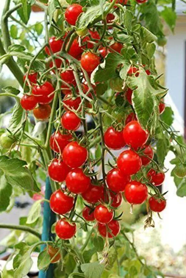 Tomato_Plant_(Hybrid,_Pack_of_1)