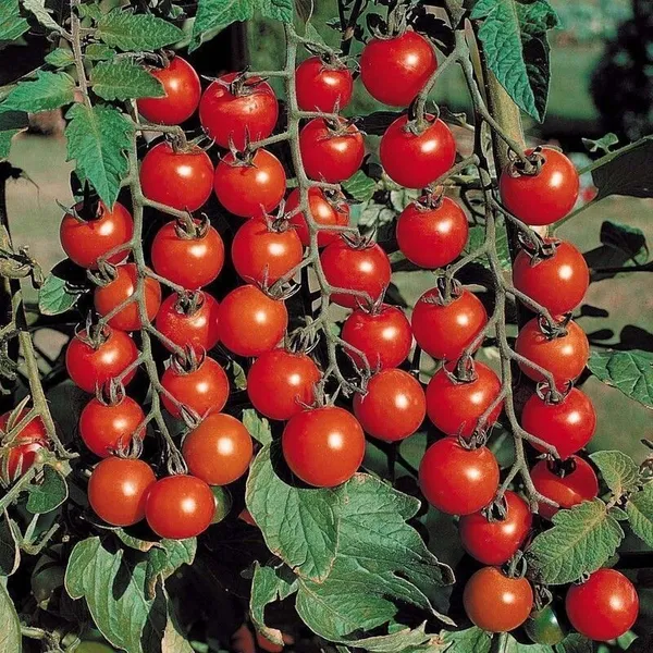 Tomato_Plant_(Hybrid,_Pack_of_1)