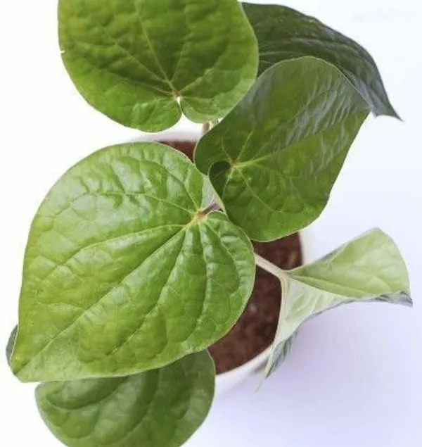 Betel_Leaf_Plant_(Hybrid,_Pack_of_1)