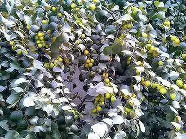 Apple_Plant_(Hybrid,_Pack_of_1)