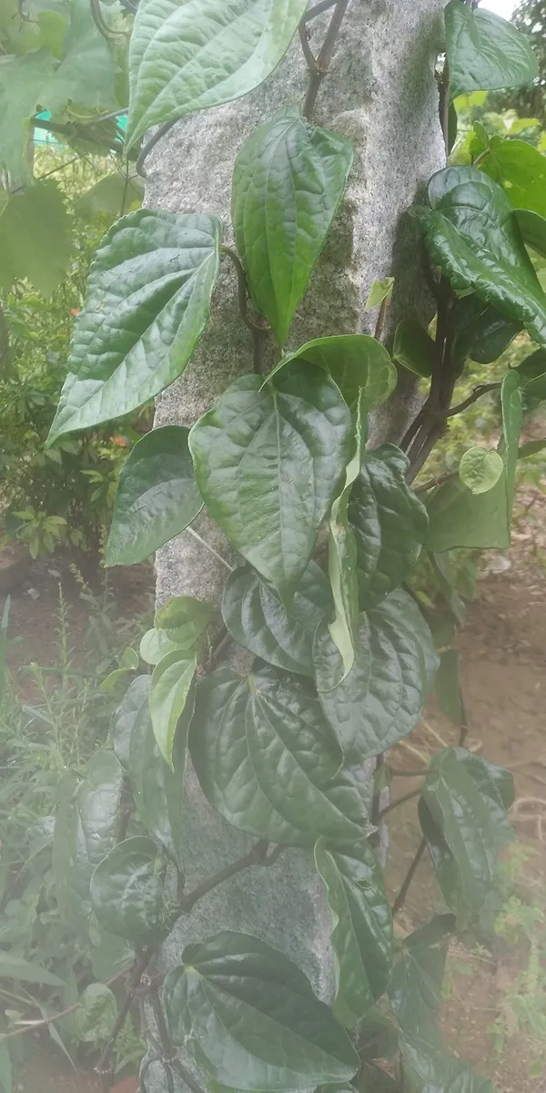 Betel_Leaf_Plant_(Hybrid,_Pack_of_1)