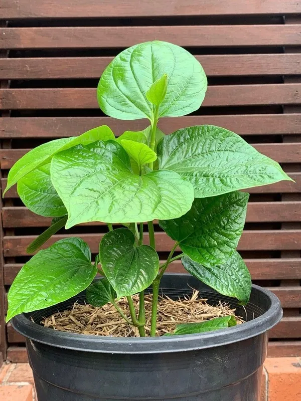 Betel_Leaf_Plant_(Hybrid,_Pack_of_1)