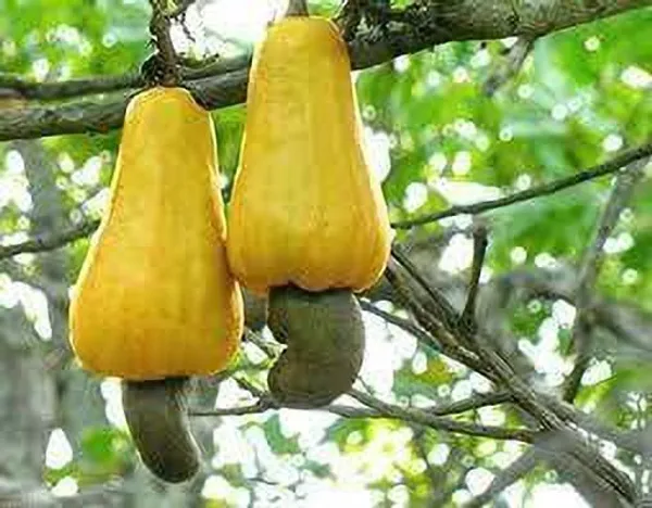 Cashew_Apple_Plant_(Hybrid,_Pack_of_1)
