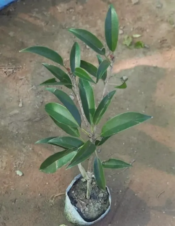 Chiku_Plant_(Hybrid,_Pack_of_1)