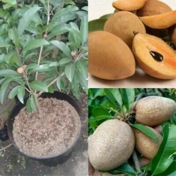Chiku_Plant_(Hybrid,_Pack_of_1)