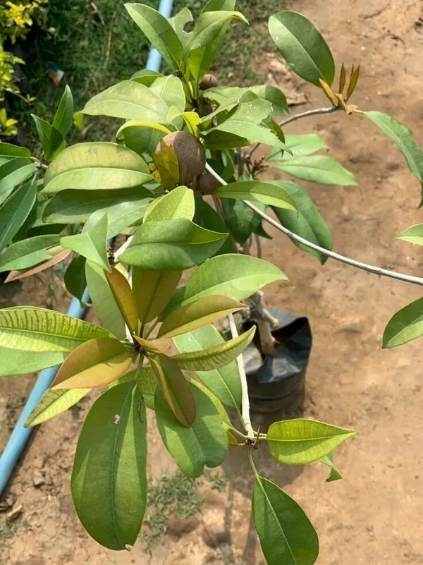 Chiku_Plant_(Hybrid,_Pack_of_1)