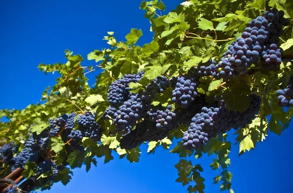 Grapes_Plant_(Hybrid,_Pack_of_1)