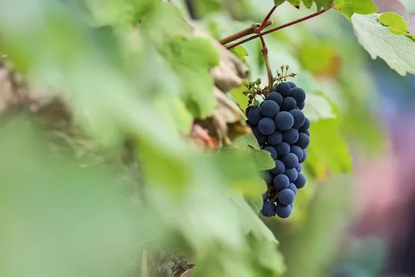 Grapes_Plant_(Hybrid,_Pack_of_1)