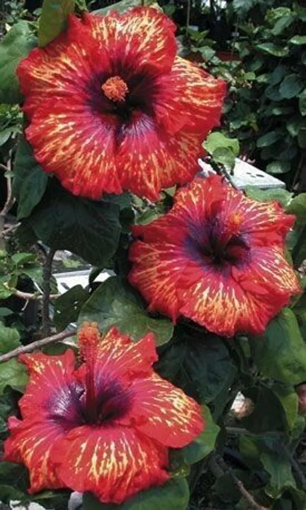 Hibiscus_Plant_(Hybrid,_Pack_of_1)