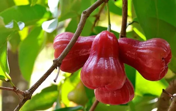 Jamun_Plant_(Hybrid,_Pack_of_1)